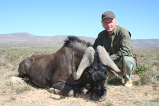 black-wildebeest-2
