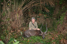 forrest-sitatunga