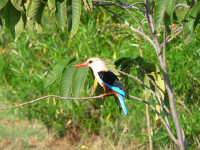 kingfisher