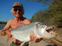 tiger-fish