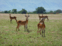 uganda-kob