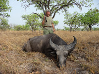 western-buffalo
