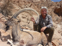 iranian-desert-ibex