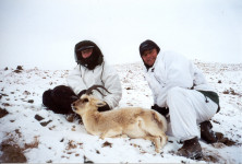 tibetan-gazelle-at-15000-ft-elevation-china
