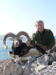 croatian-mouflon