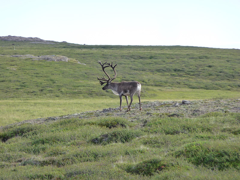 reindeer-in-iceland