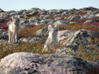 arctic-fox-pups